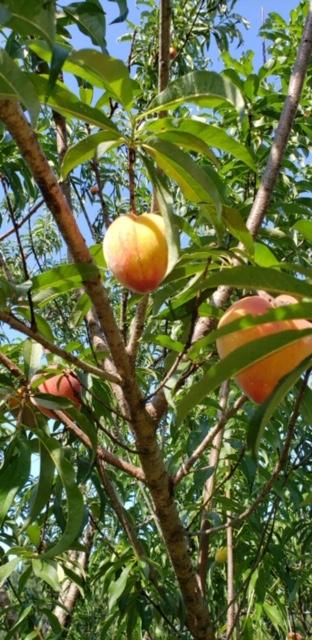 Yellow River Plantation - Residential