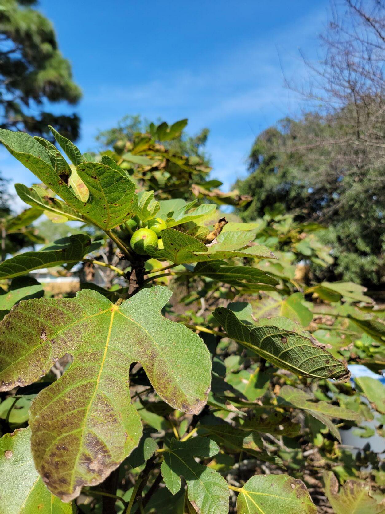 VILLA TASSO TOWN OF - Residential