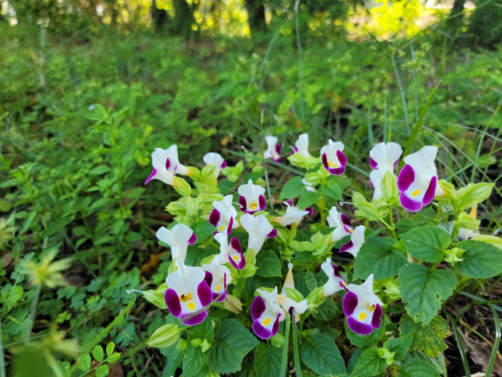 VILLA TASSO TOWN OF - Residential