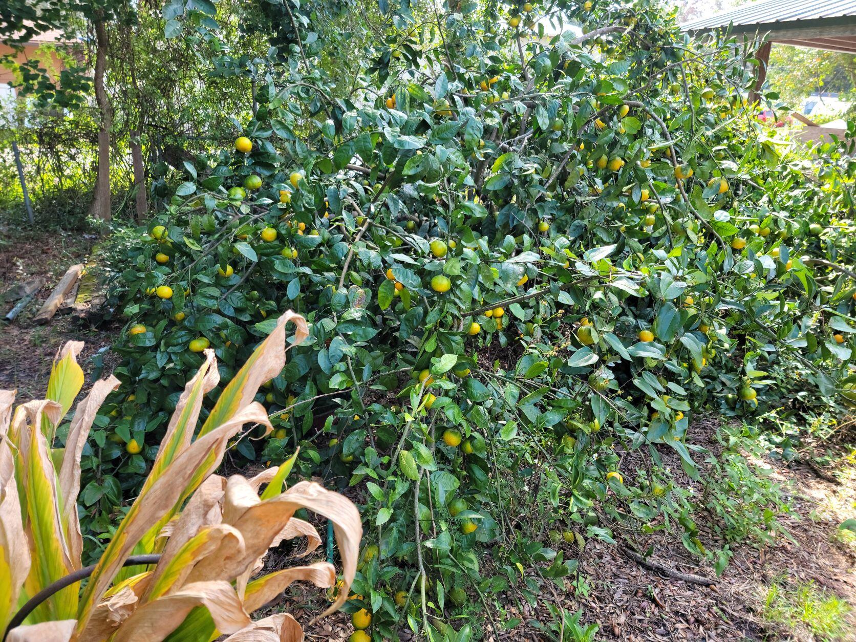 VILLA TASSO TOWN OF - Residential