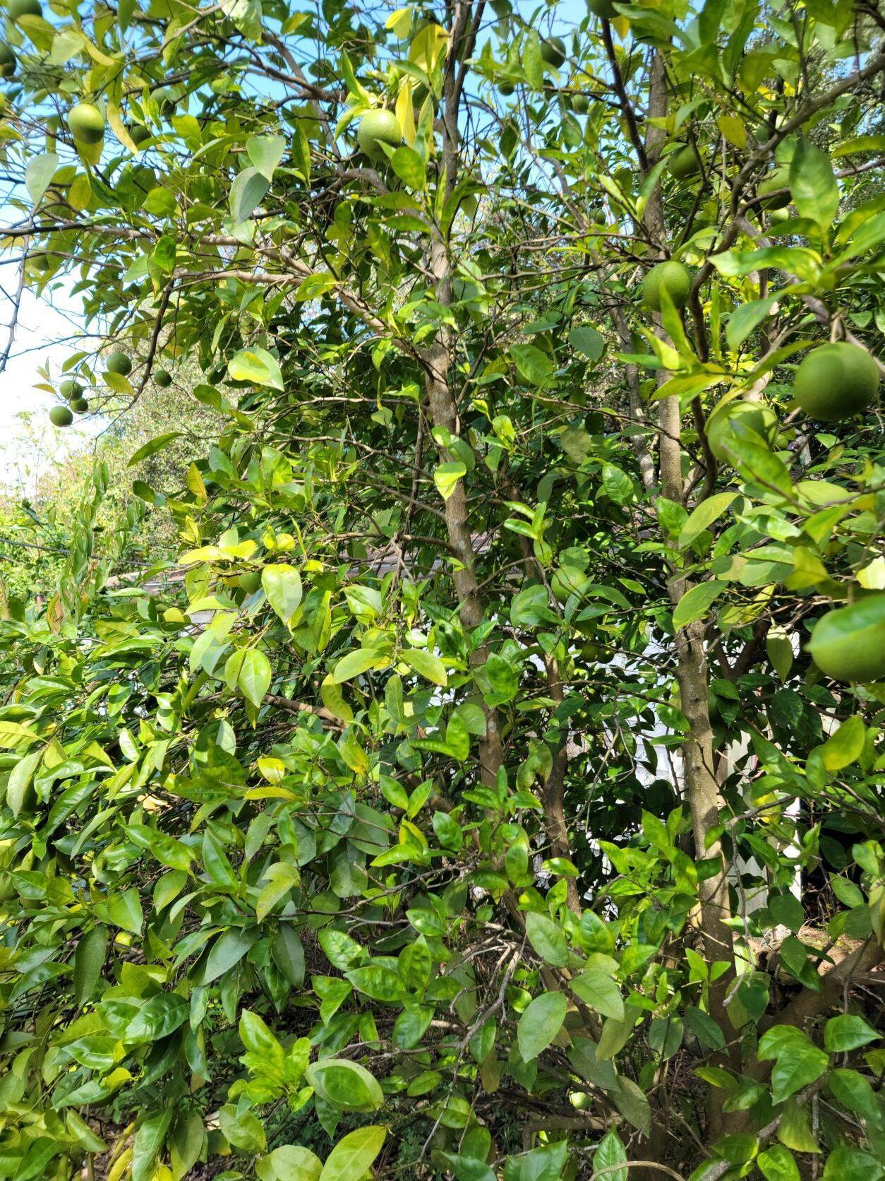 VILLA TASSO TOWN OF - Residential