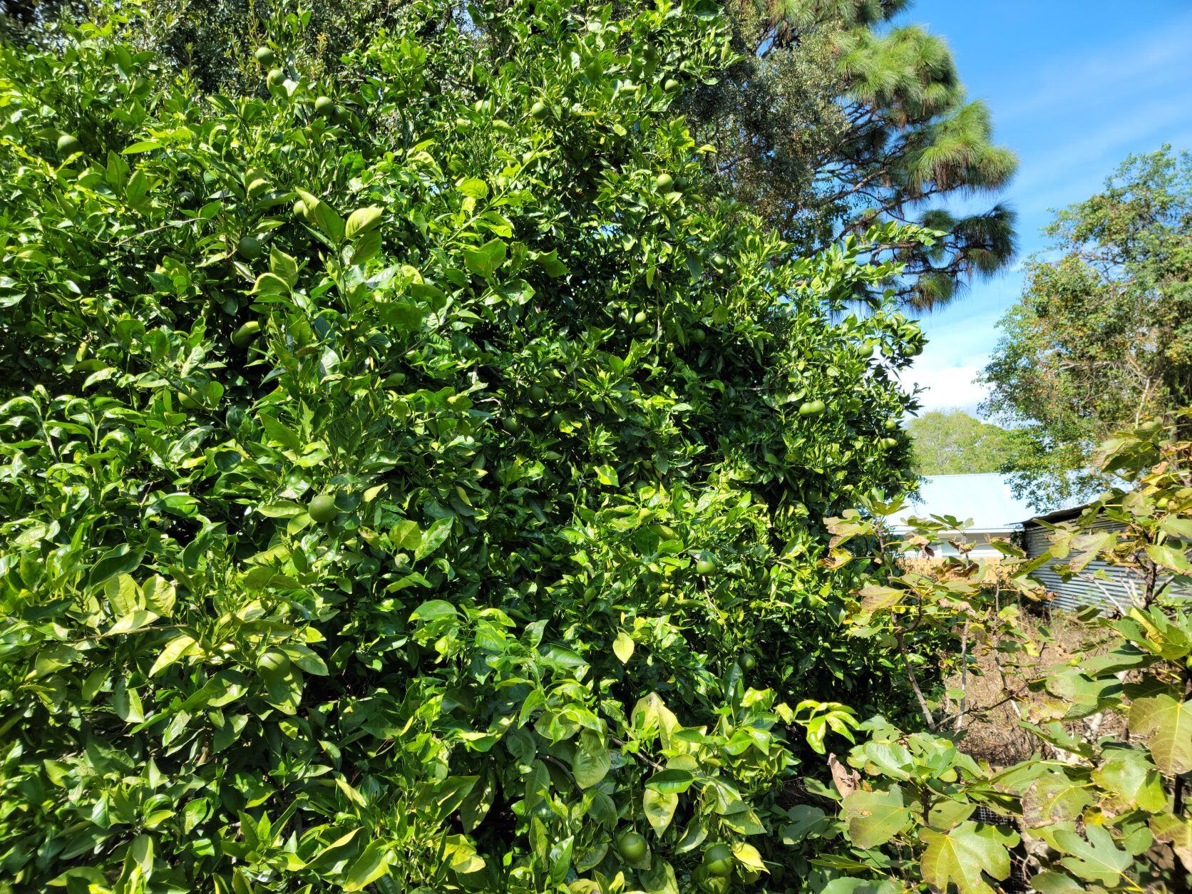 VILLA TASSO TOWN OF - Residential