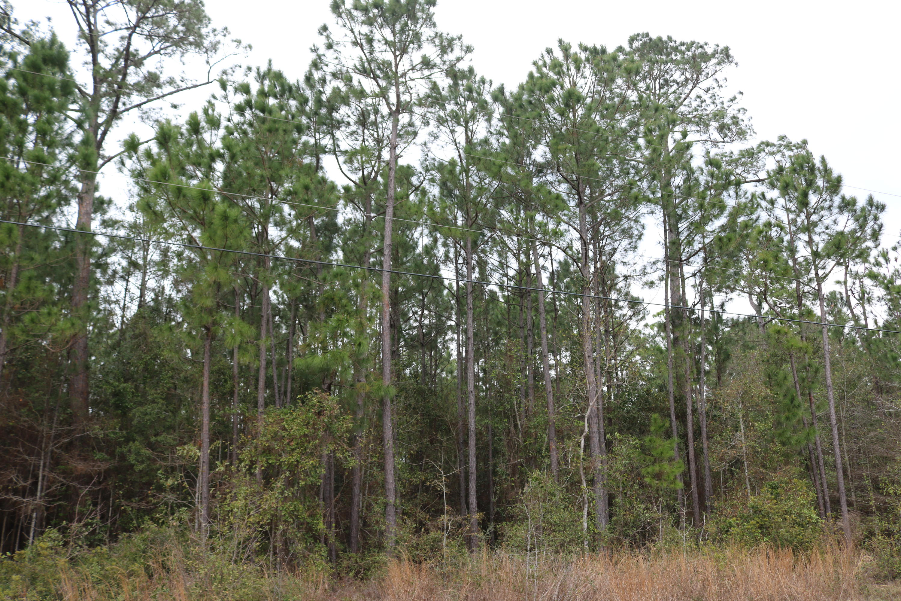 ESCAPE! Incredible opportunity! Four side-by-side lots available with a total of more than 3.5 acres in the quiet community of Harbour Oaks. Purchase individually or all together (for less than $120K!). Public boat launch is less than a half mile away and the water is only a short walk. Hiking trails are just on the other side of Avalon Blvd. With an elevated home, you will probably enjoy water views from these lots. Such a great bargain for so much property. Garcon Point bridge is a half mile away, providing quick commute to shopping at Tiger Point, or make a short drive to Navarre, Navarre Beach, Gulf Breeze, Pensacola, or Pensacola Beach. Go north to Milton or Pace, or jump on I-10 and be in Pensacola in just a few minutes. Lots 10, 11, 12, and 13.
