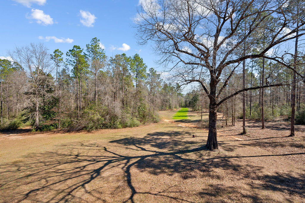 WALTON PLANTATION - Farm