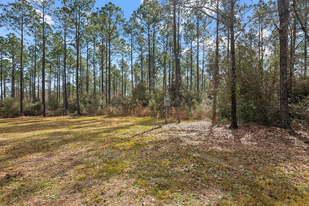 WALTON PLANTATION - Farm