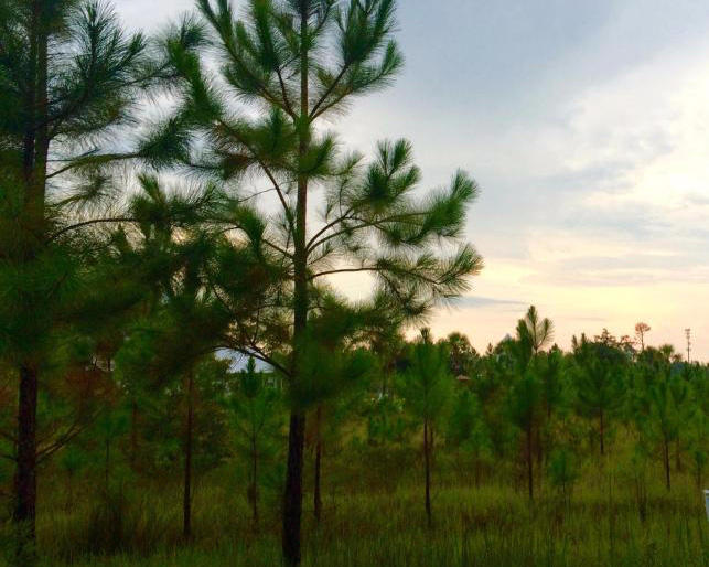 BEACHVIEW WOODS PH 2 - Land