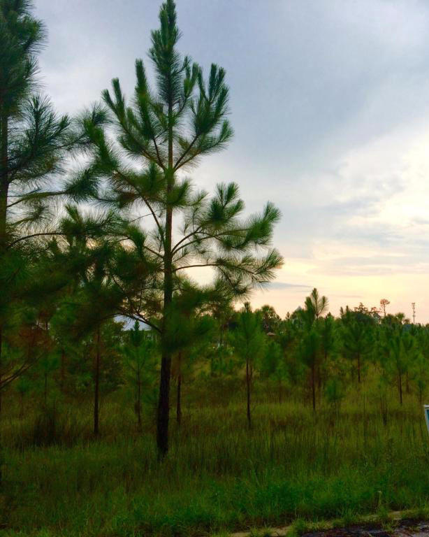 BEACHVIEW WOODS PH 2 - Land