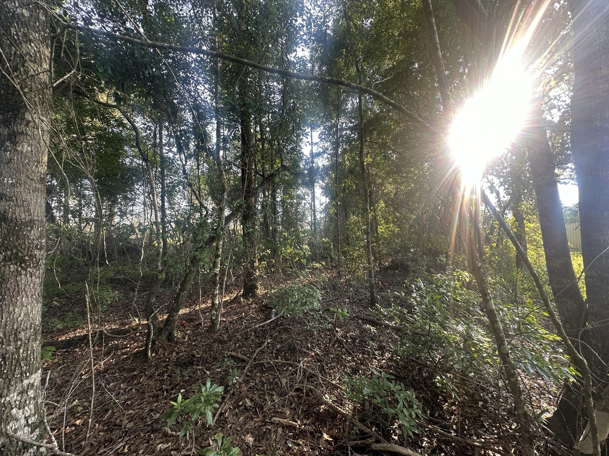 Discover your own secluded retreat on this 22-acre +/- wooded paradise located on Yellow River Baptist Church Road in Baker, FL. This property provides a true haven for nature enthusiasts and hunters alike, showcasing a diverse landscape and abundant wildlife.