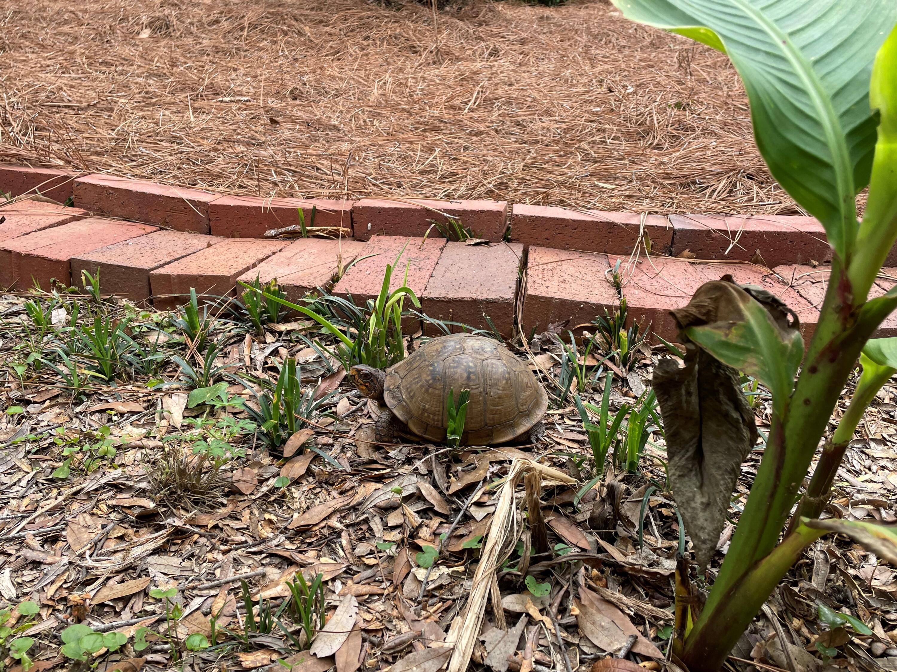 Bayou Poquito - Residential