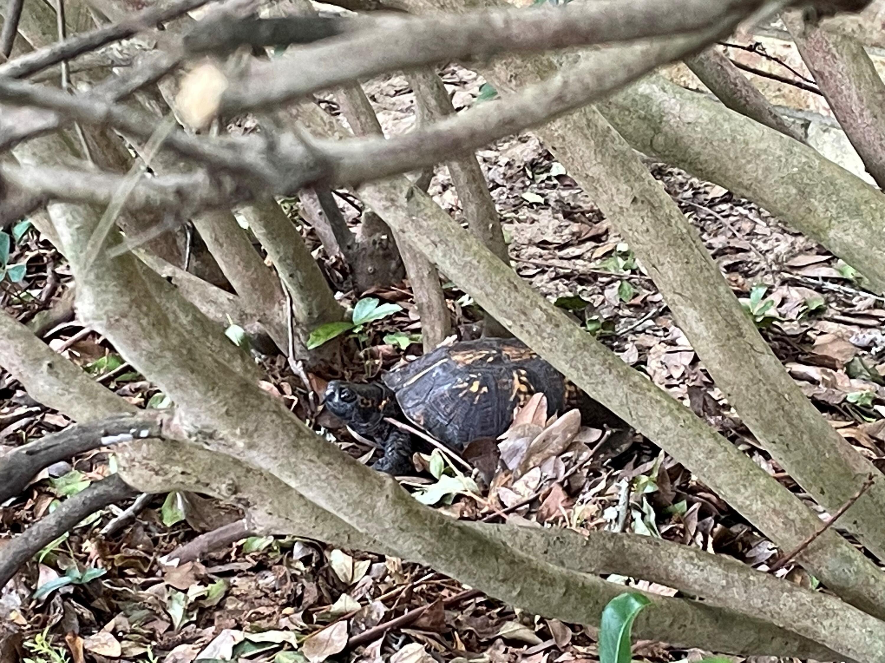 Bayou Poquito - Residential