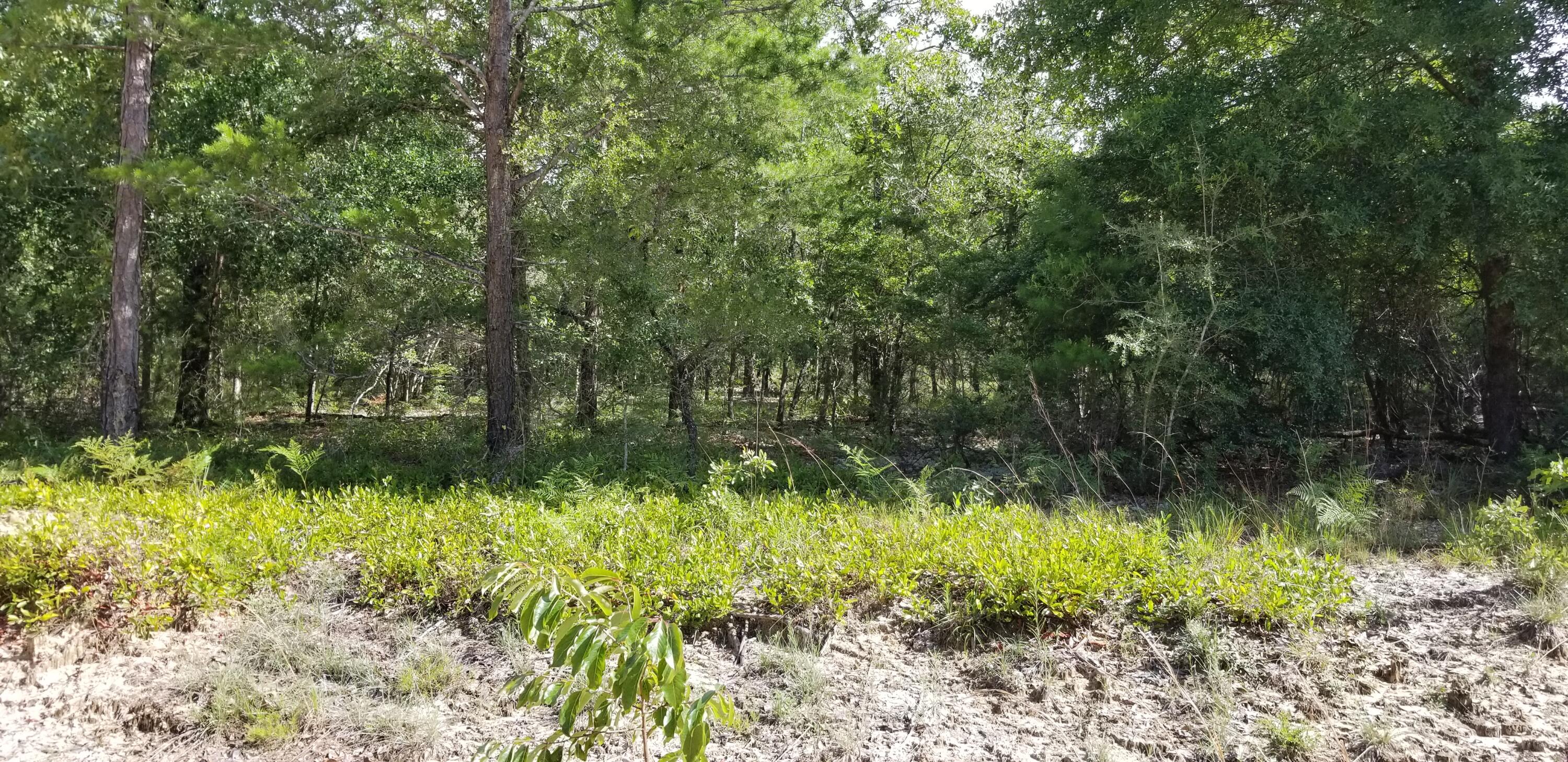 Poverty Crk & Dorcas - Land