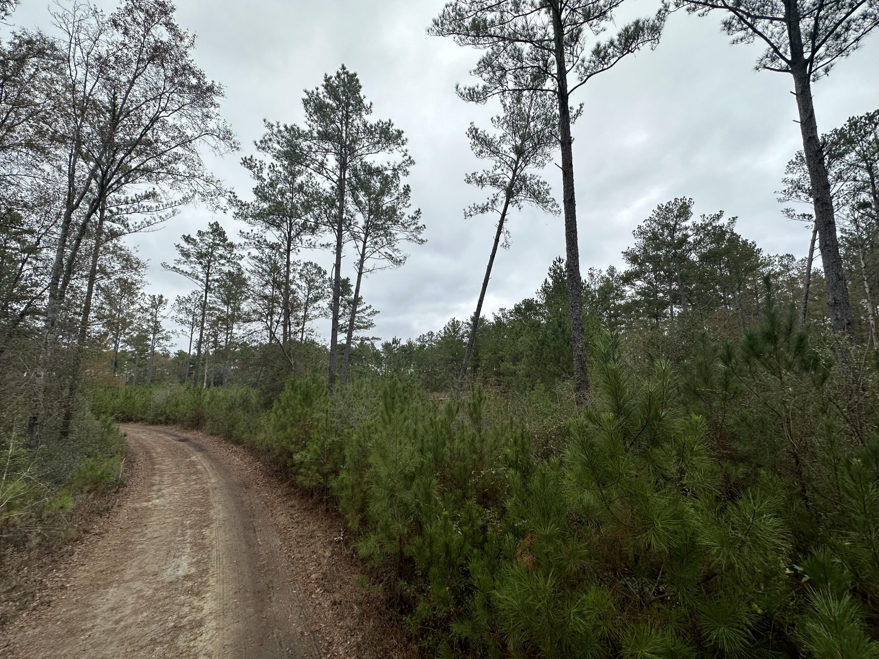 Dream Location for Country Living or Hunters Paradise either way you won't want to miss this opportunity! This Beautiful 20.08 +/- Acres of prime land on a corner lot has so much to offer. paved rd on Douglas Ferry Rd. Bring your build plans, hunting gear, Horses and ATVS LOCATION LOCATION!!!! This Property has Easy Access to Panama City Beaches I-10, Hwy 79, Hwy 81, and Hwy 90. Shed does not convey