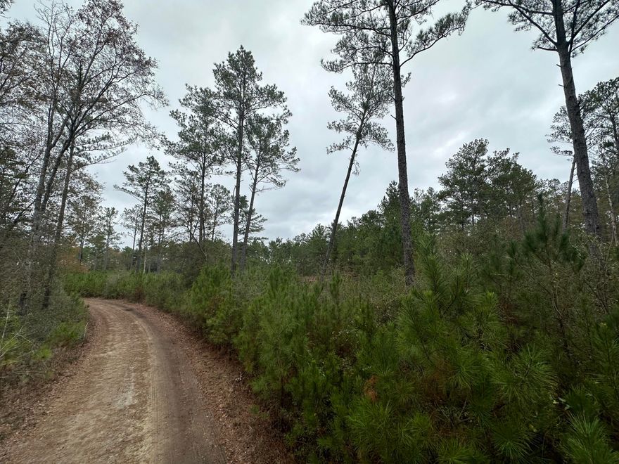 Dream Location for Country Living or Hunters Paradise either way you won't want to miss this opportunity! This Beautiful 20.08 +/- Acres of prime land on a corner lot  has so much to offer.  paved rd on Douglas Ferry Rd. Bring your build plans, hunting gear, Horses and ATVS LOCATION LOCATION!!!! This Property has Easy Access to Panama City Beaches I-10, Hwy 79, Hwy 81, and Hwy 90. Shed does not convey