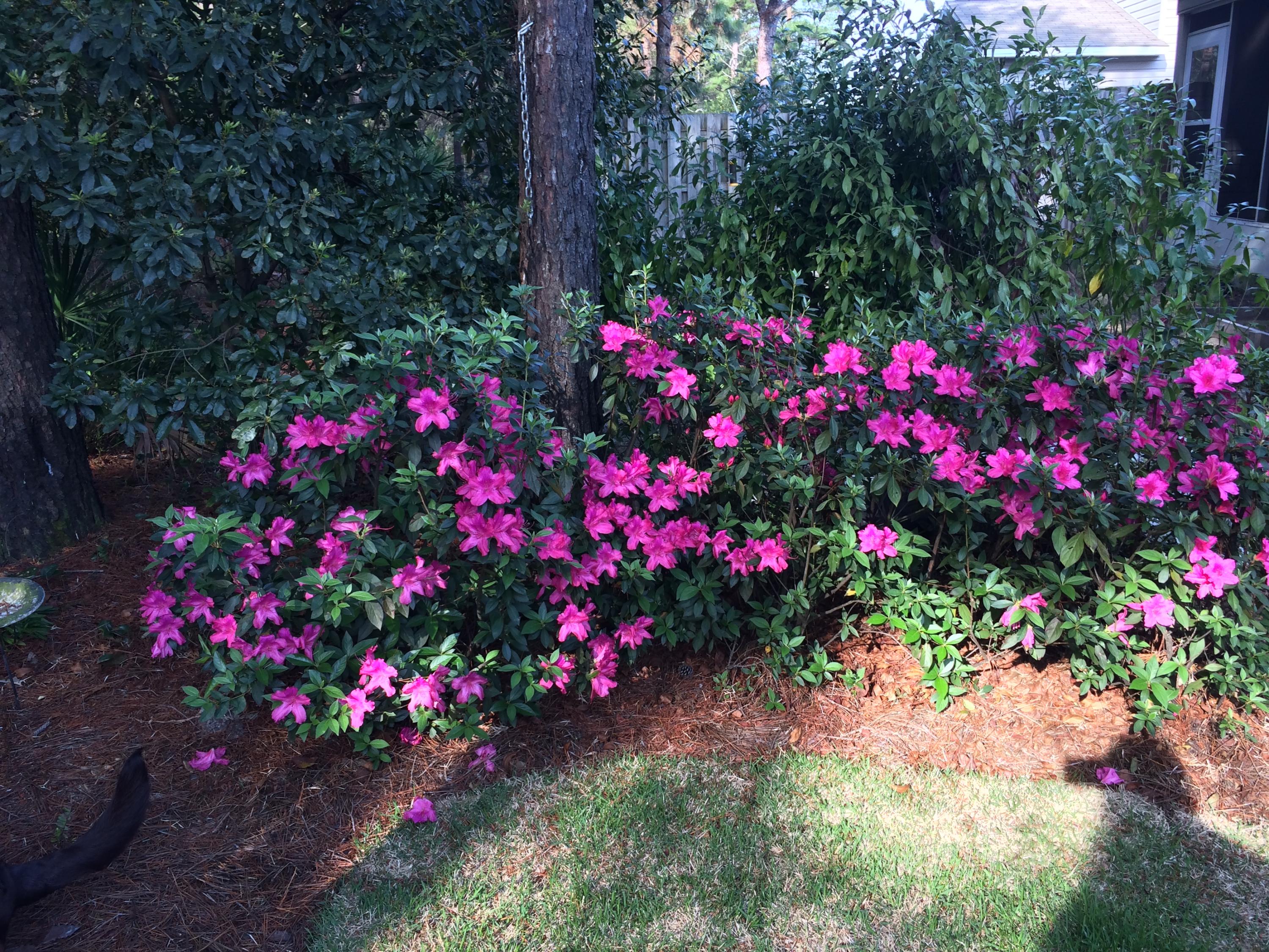 Escada Townhome - Residential