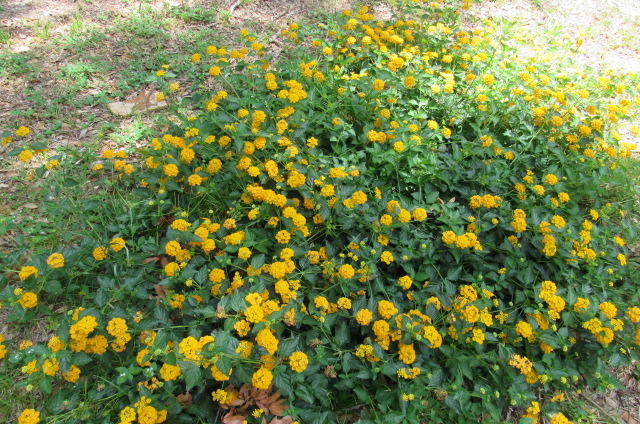 Martins Addition to Juniper Lake - Residential