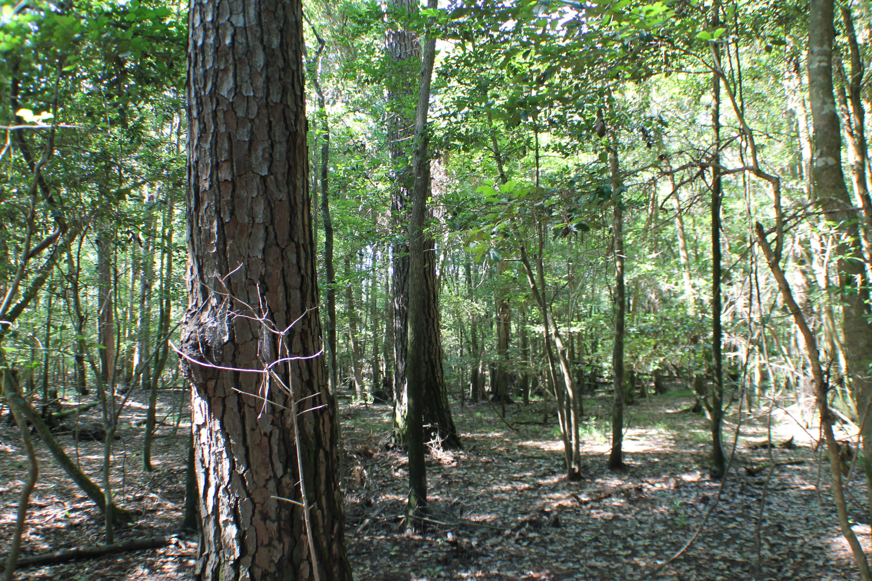 METES & BOUNDS - Farm