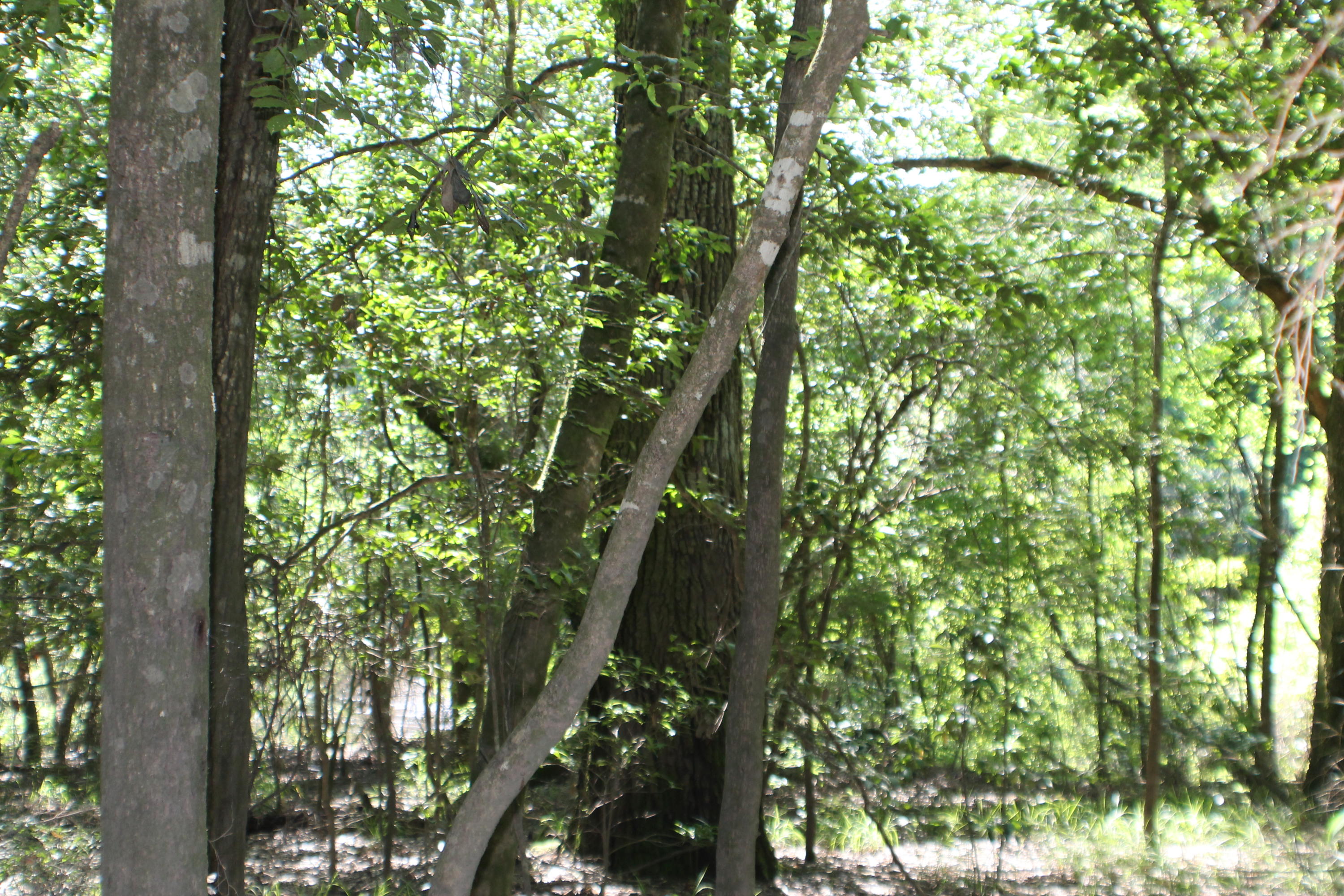 METES & BOUNDS - Farm