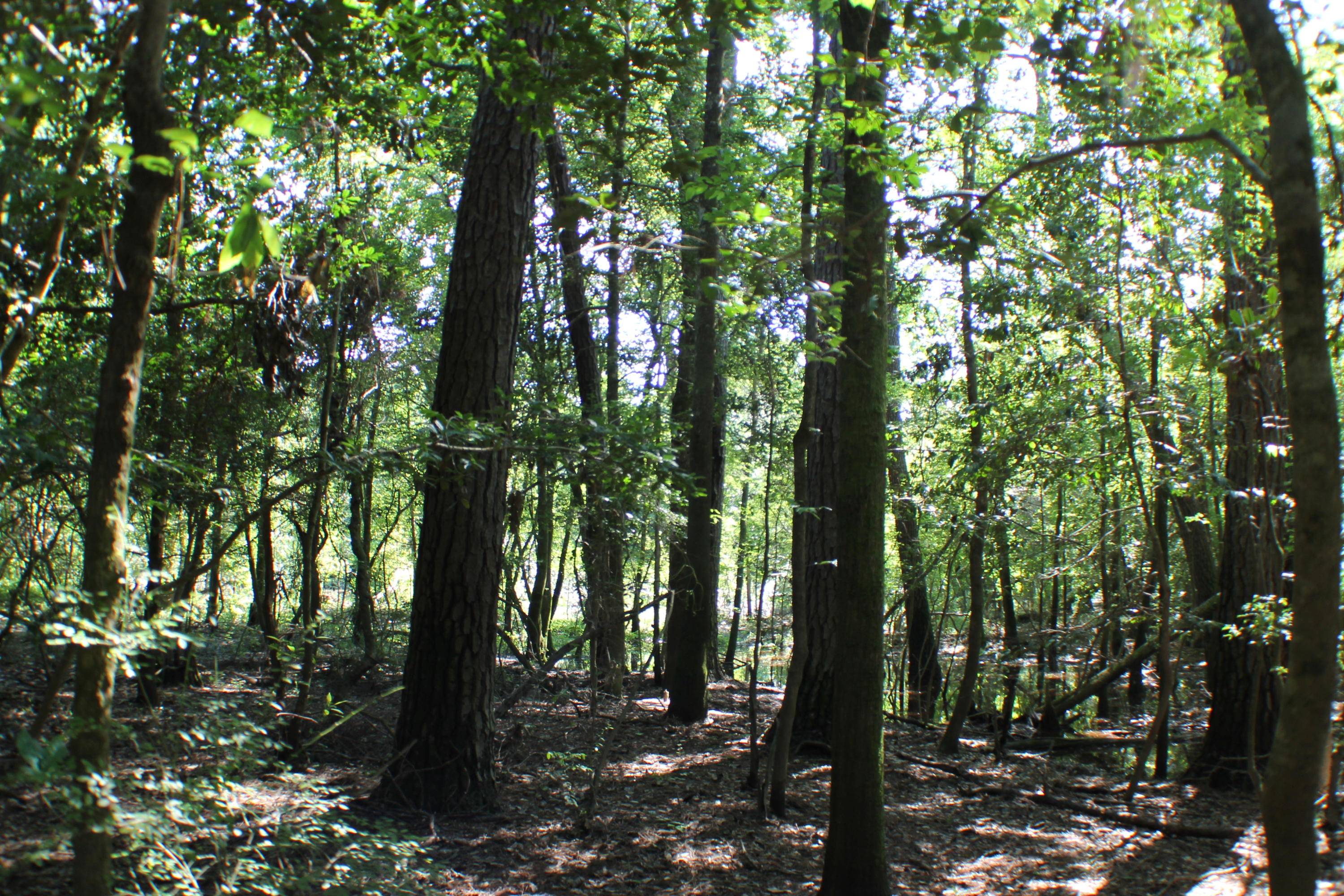 METES & BOUNDS - Farm