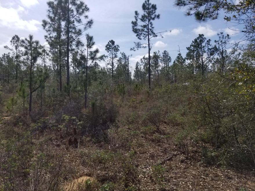 Nice flat level 10 acre tract next to large owners. Adjoins 1,000 plus acres to the south. Has mix of pines and live oaks. Some fencing on some property lines. Dirt road access, power line on the road.