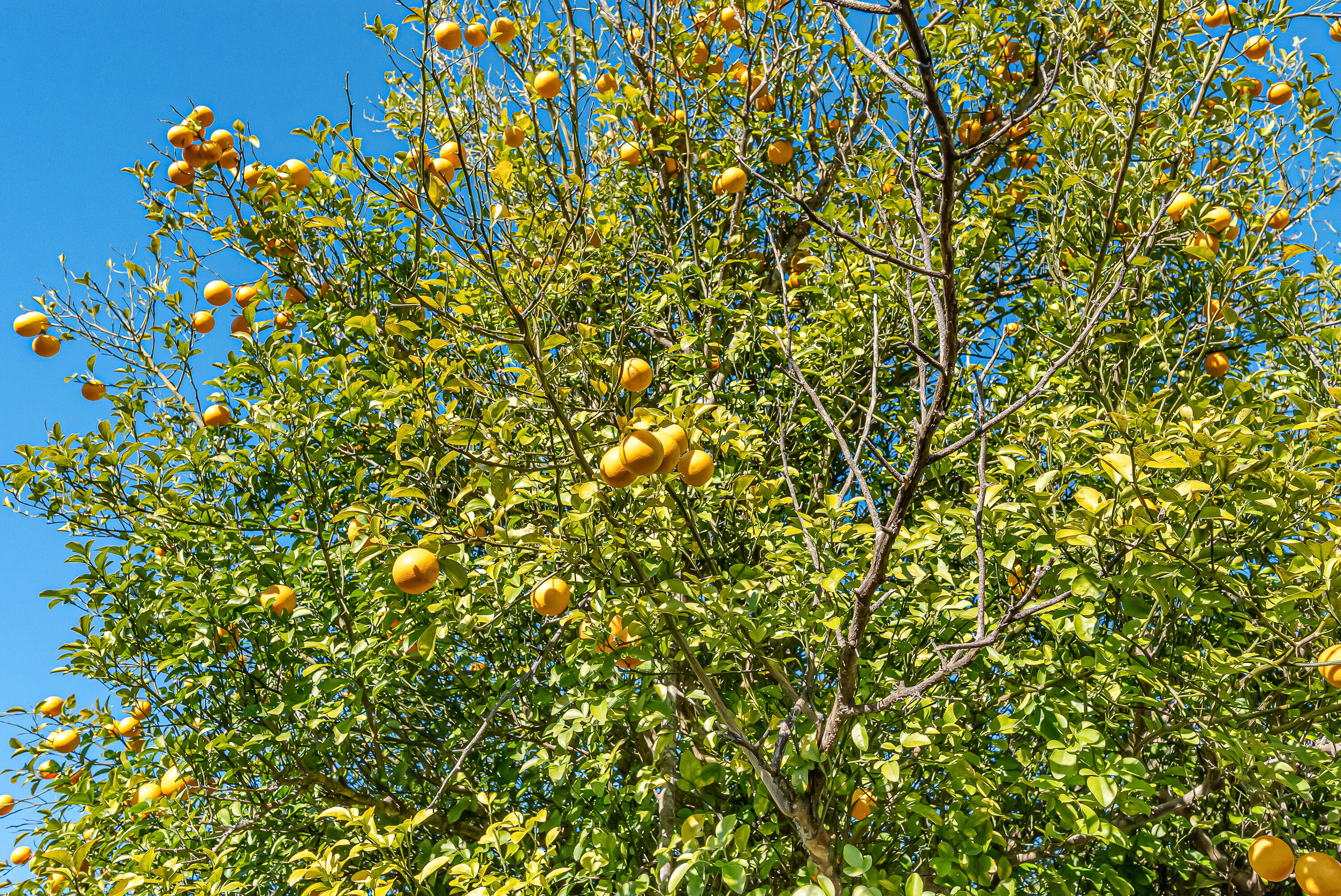 WATERFORD ESTATES S/D - Residential