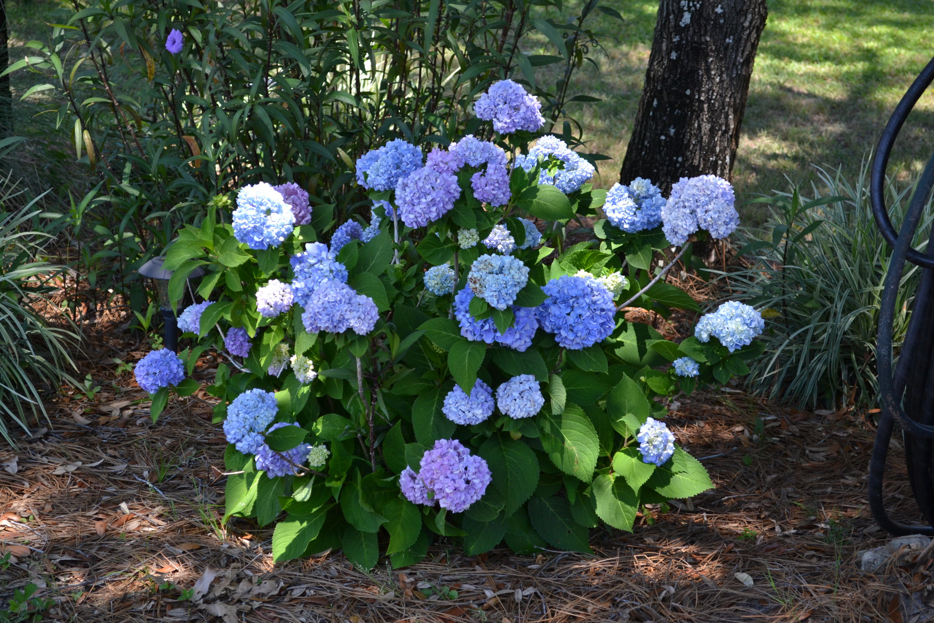 STEEPLECHASE PH II - Residential