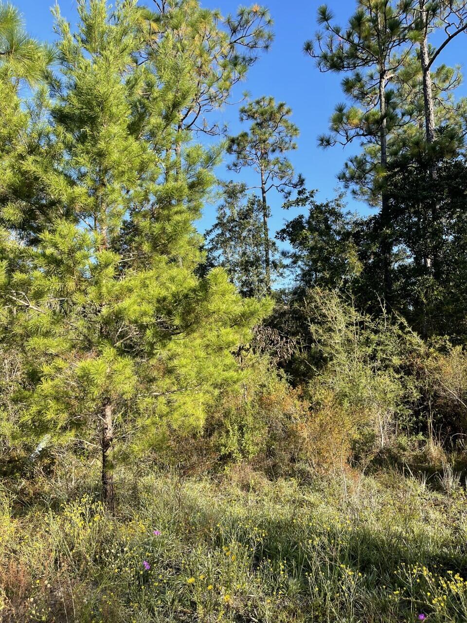 PALMETTO PLACE PH 2 - Land