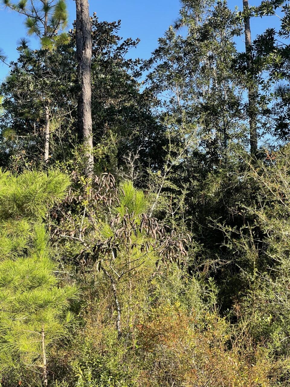 PALMETTO PLACE PH 2 - Land