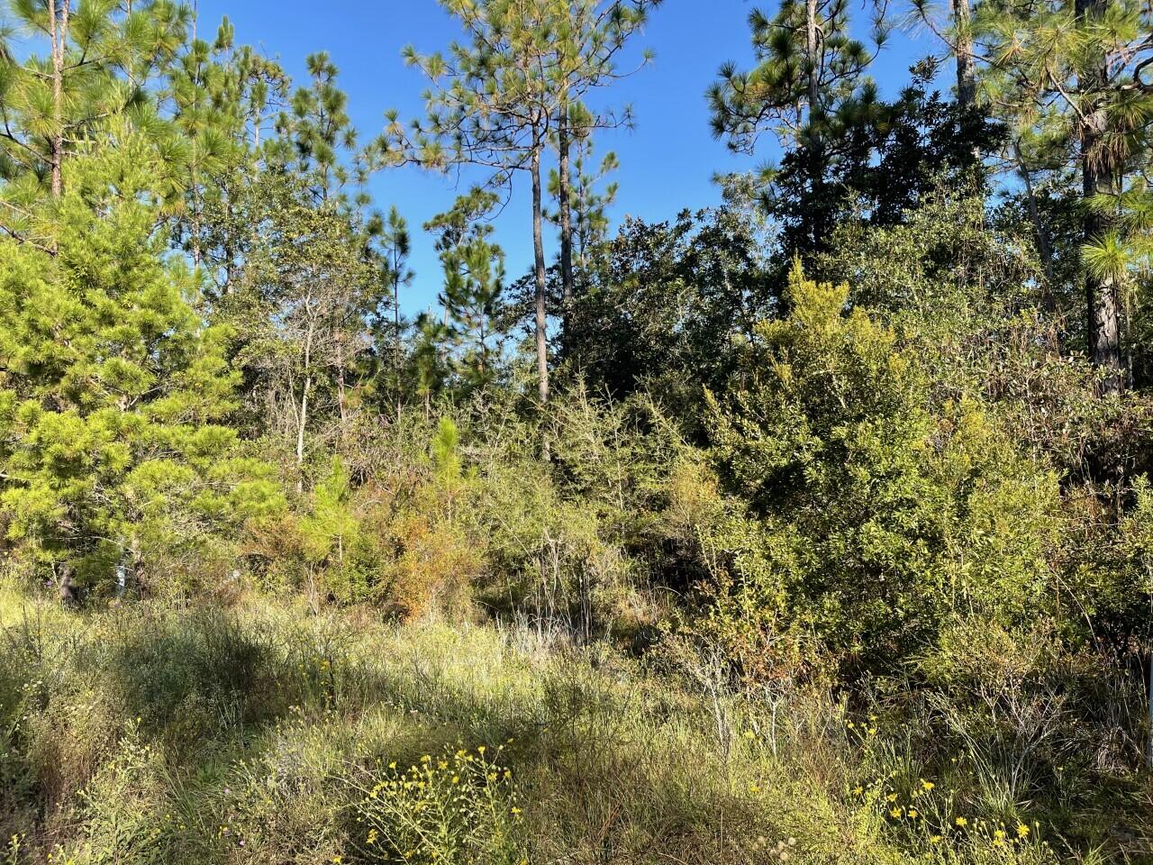 PALMETTO PLACE PH 2 - Land