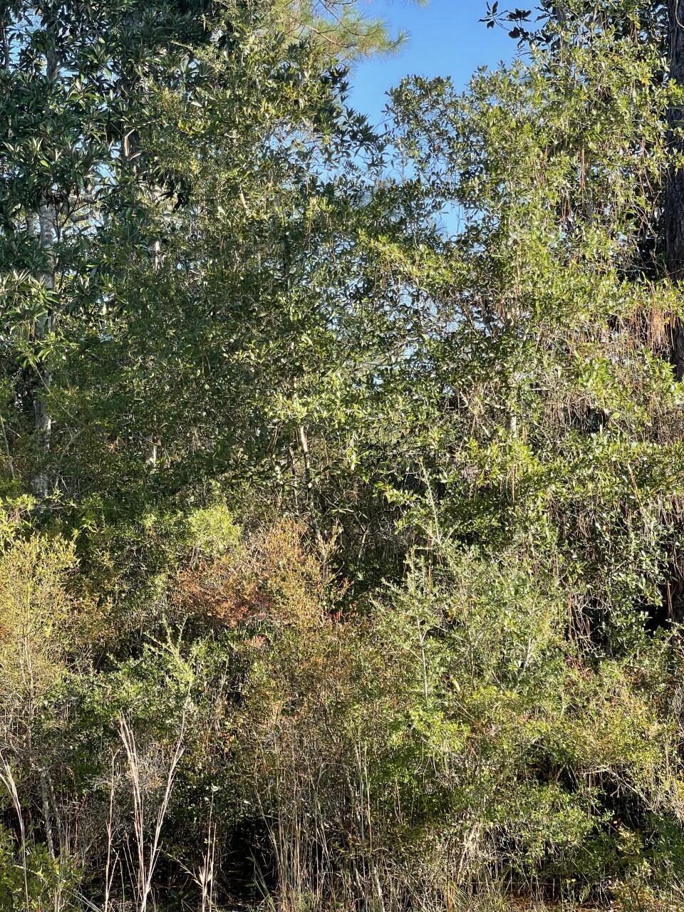 PALMETTO PLACE PH 2 - Land