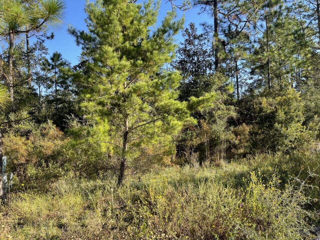 PALMETTO PLACE PH 2 - Land