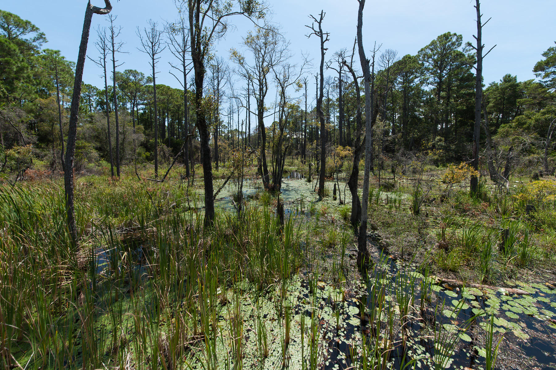 LAKESIDE AT BLUE MOUNTAIN BEACH - Land