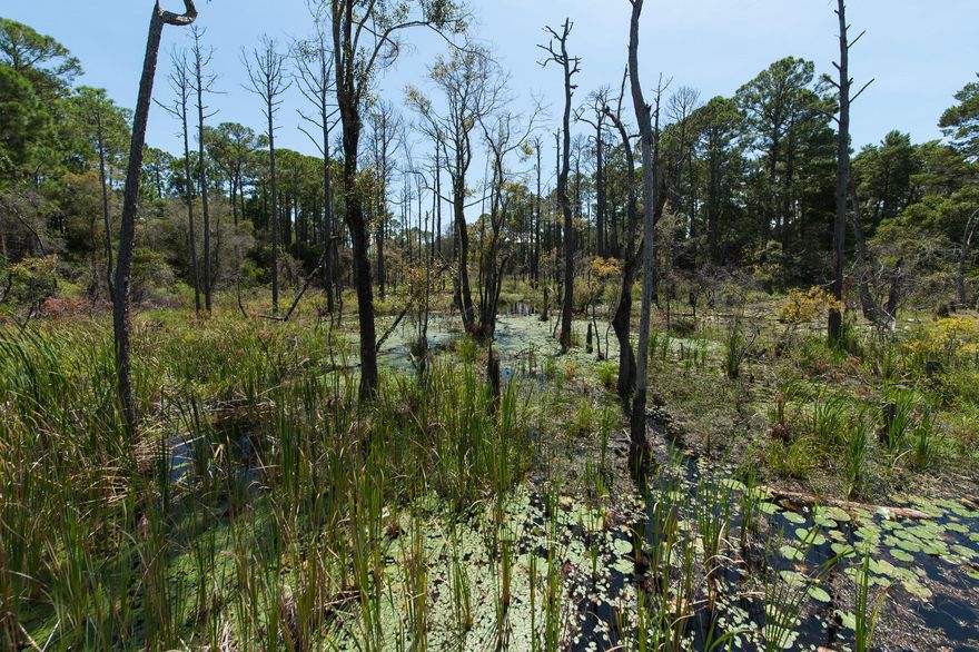 Build your dream home at your leisure on this large lot, measuring 50 feet wide by 80 feet deep, in Lakeside at Blue Mountain Beach. This neighborhood with no build-out time requirement on the east side of South County Highway 83 just north of Scenic Highway 30A is surrounded on its north and east sides by state forest. Beach access with parking, restroom and shower facilities is less than half of a mile south on County Highway 83 from the entrance to this neighborhood, whose modest homeowner association fee is only $190 per quarter, which maintains amenities such as a neighborhood pool and club house. Shopping and dining is a short walk away at Redfish Village while Grayton Beach, WaterColor and Seaside are only a brief bike or car ride away to the east.