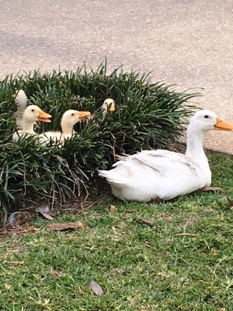 WILLOW BEND PH 1 - Residential