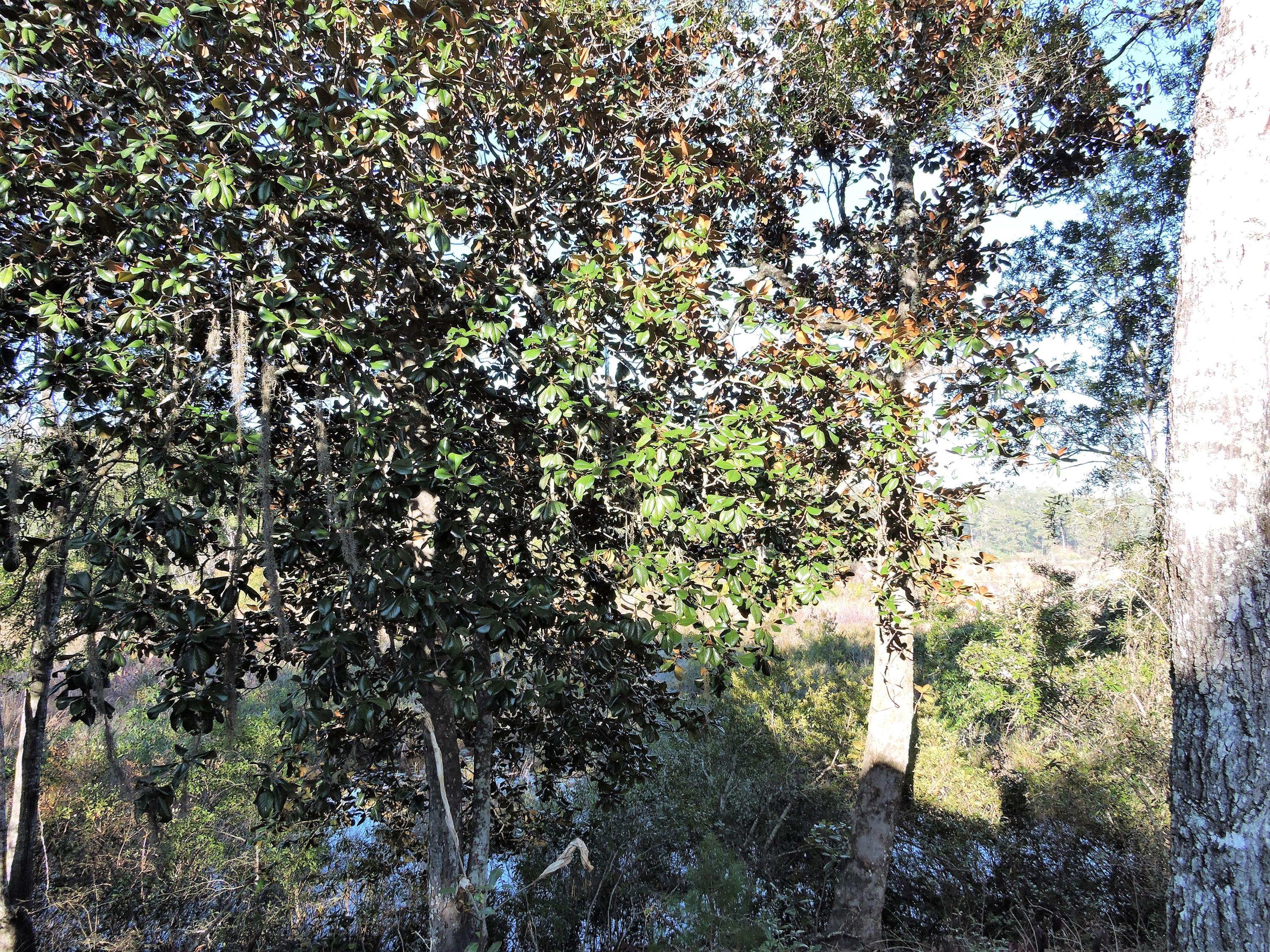 Choctaw Beach - Residential