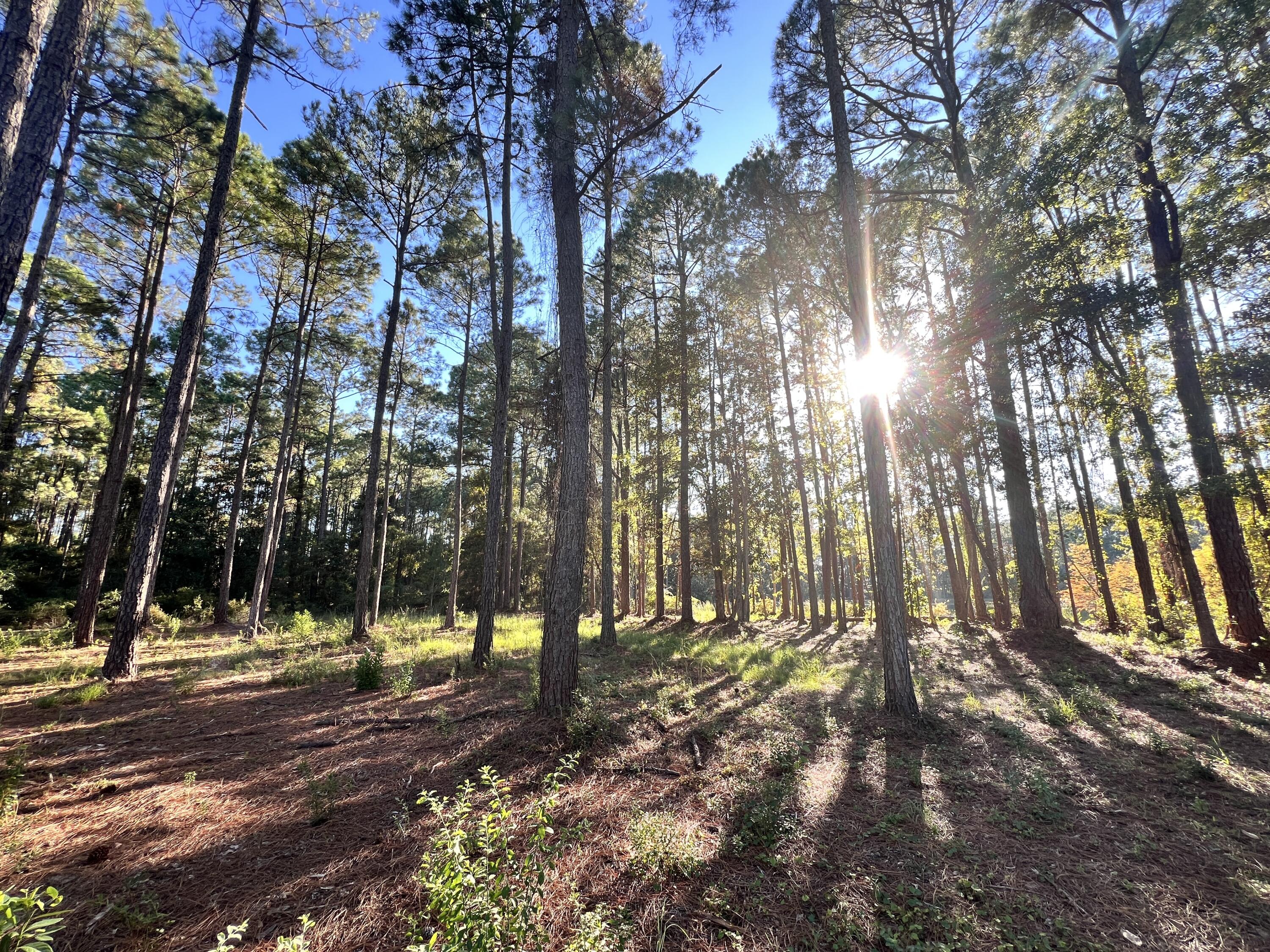 STEAMBOAT LANDING AT HAMMOCK BAY - Land