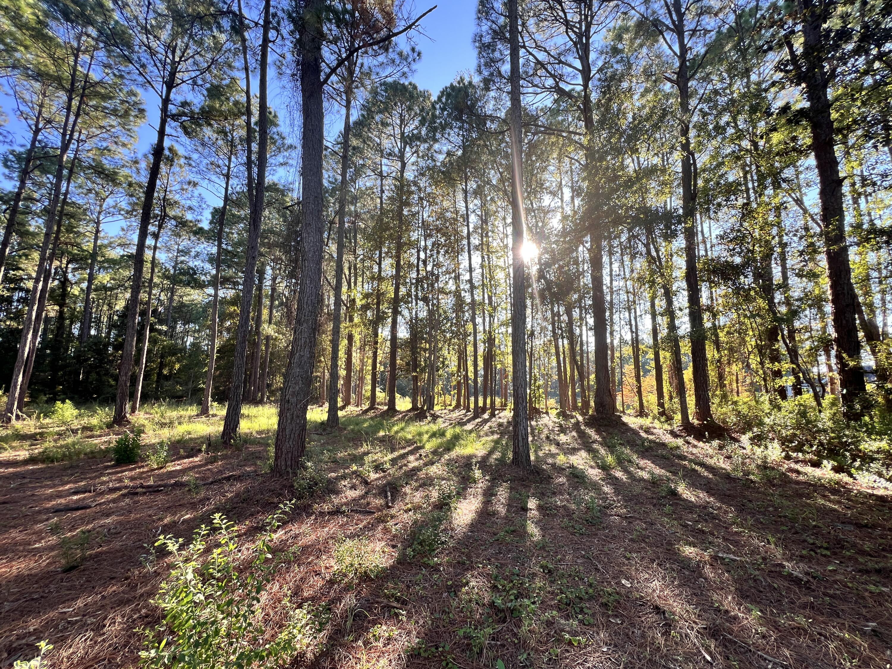 STEAMBOAT LANDING AT HAMMOCK BAY - Land