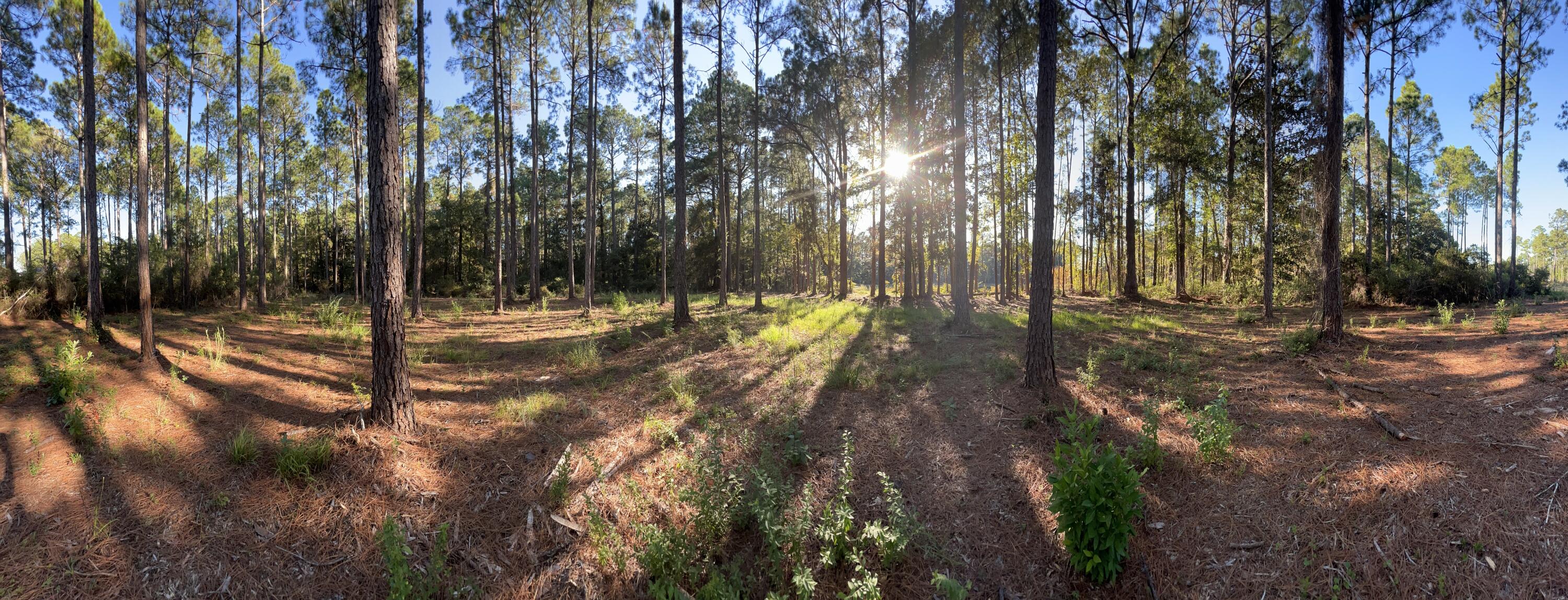 STEAMBOAT LANDING AT HAMMOCK BAY - Land