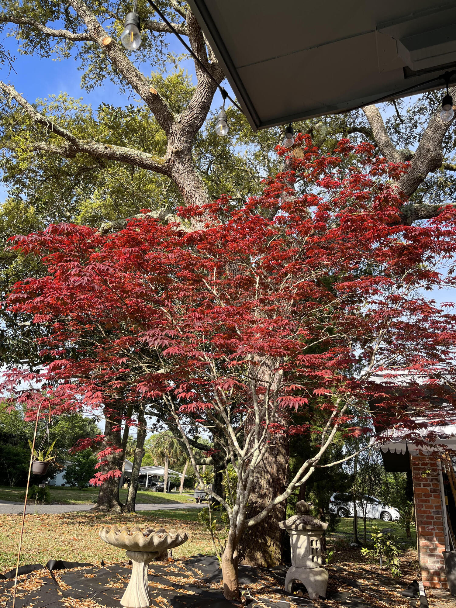 BAYOU WOODS - Residential