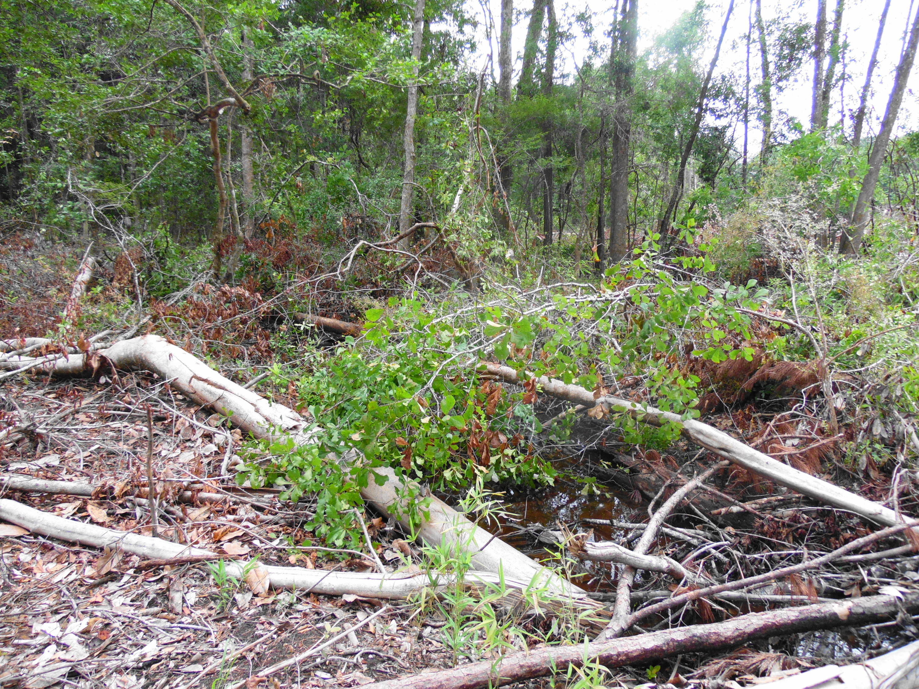 metes and bounds - Farm