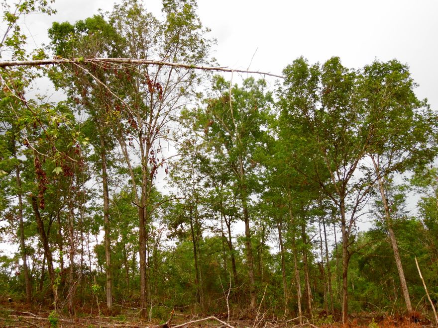 32.33 Acres of wooded beauty and creeks. Land has been timbered and ready for home of your dreams! There is mortgage that may be assumed with approval: TERMS of appx. balance of $66,500K at 6% for appx. 218 consecutive payments of $500.89 and a final payment of $502.09. 2 accesses- culvert/driveway onto the property from Boy Scout Road and an easement off the Bob Sikes Road for the south side of property which is on south of the creek. It is a beautiful property.So make your offer!