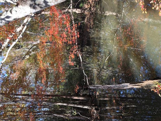 WILLIAMS CREEK ESTATES - Land