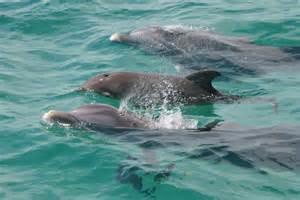 EDGEWATER BEACH CONDO PH 1 - Residential