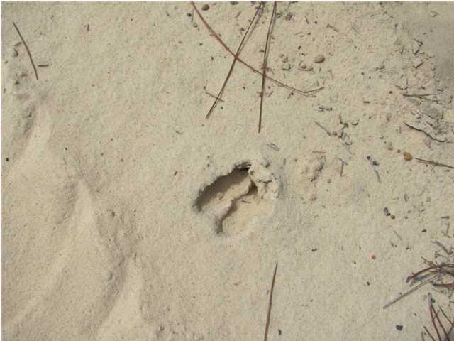 WALTON PLANTATION - Land