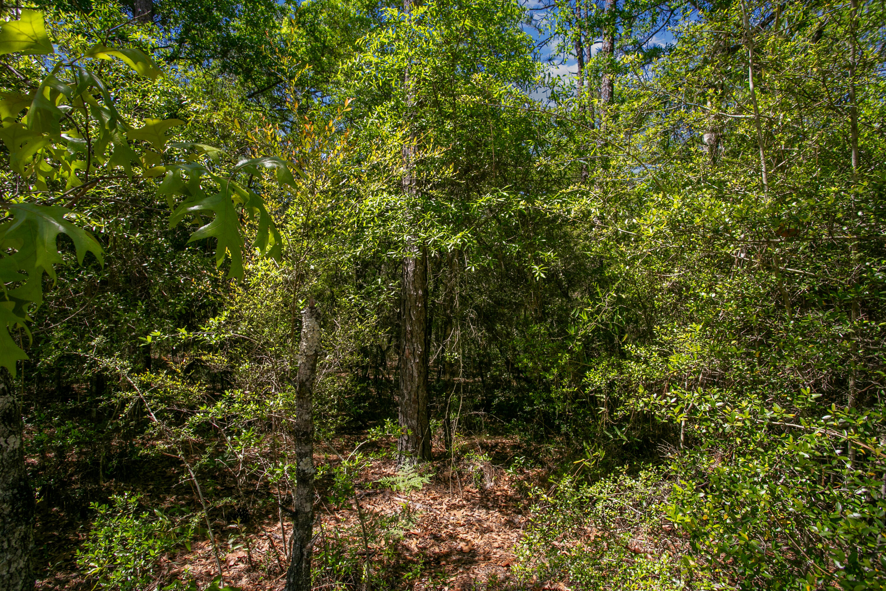 OAKWOOD HILLS UNIT V - Land