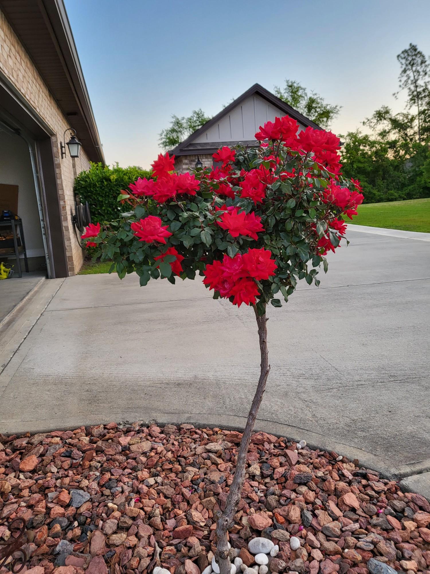 Ashley Plantation - Residential