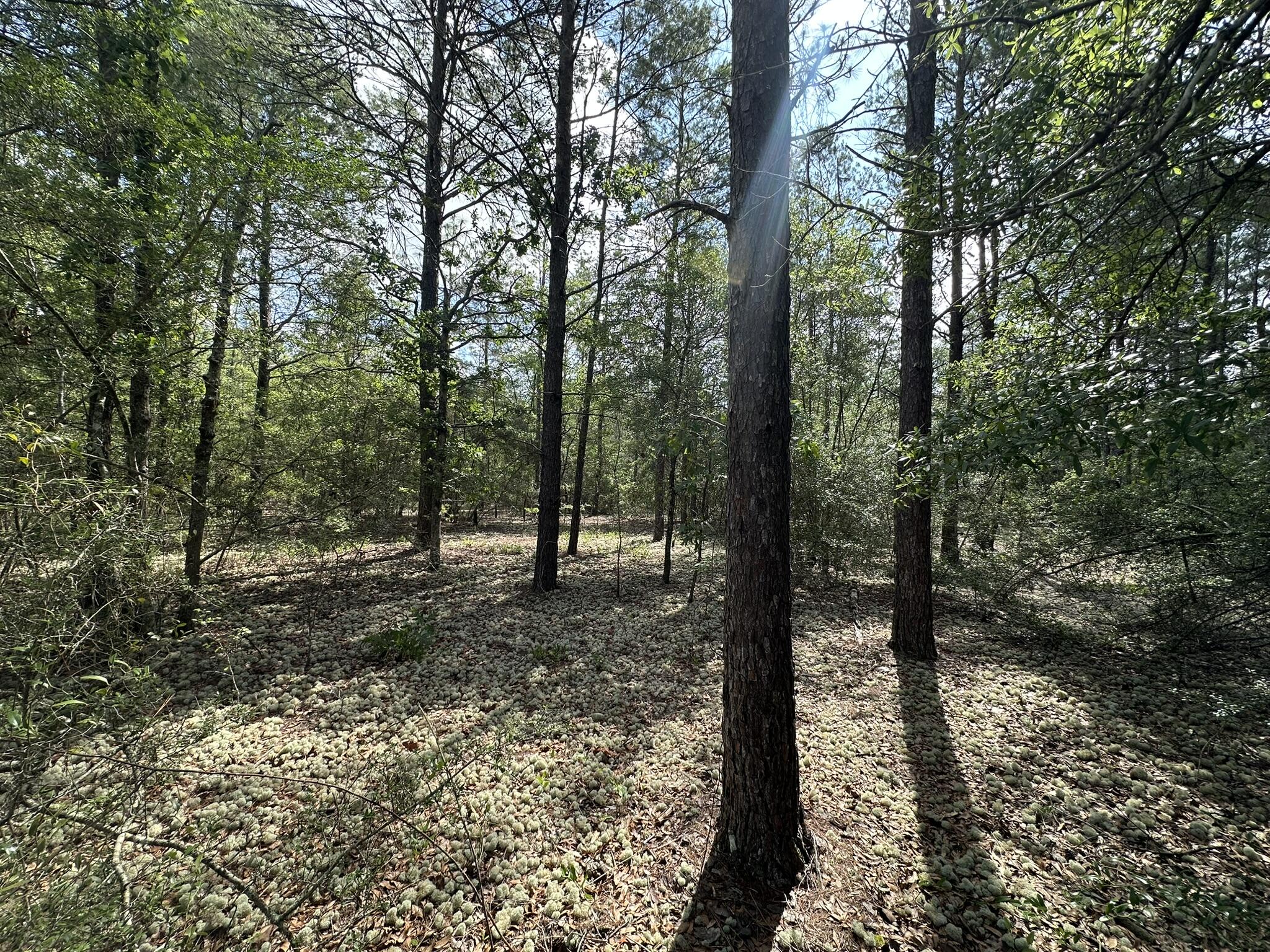 +/-10 acres located off Shot Gun Trail in the E Shoal River area of Crestview. This wooded tract offers a natural setting with potential for various uses, including recreational activities, future development, or a private getaway. Accessed by a dirt road, the property provides seclusion while remaining within reach of surrounding areas. A versatile piece of land with plenty of possibilities.