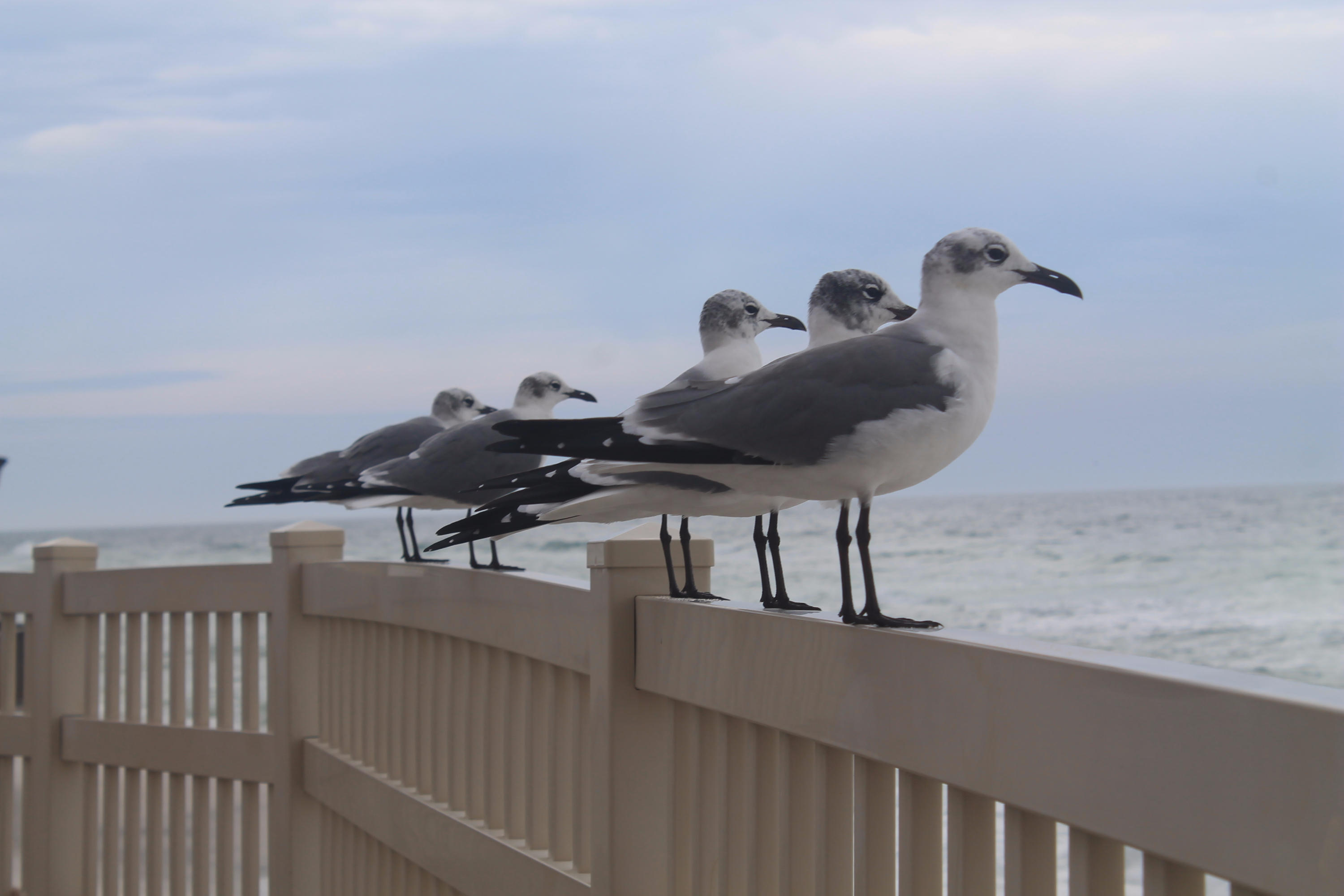 Jetty East Condominium - Residential