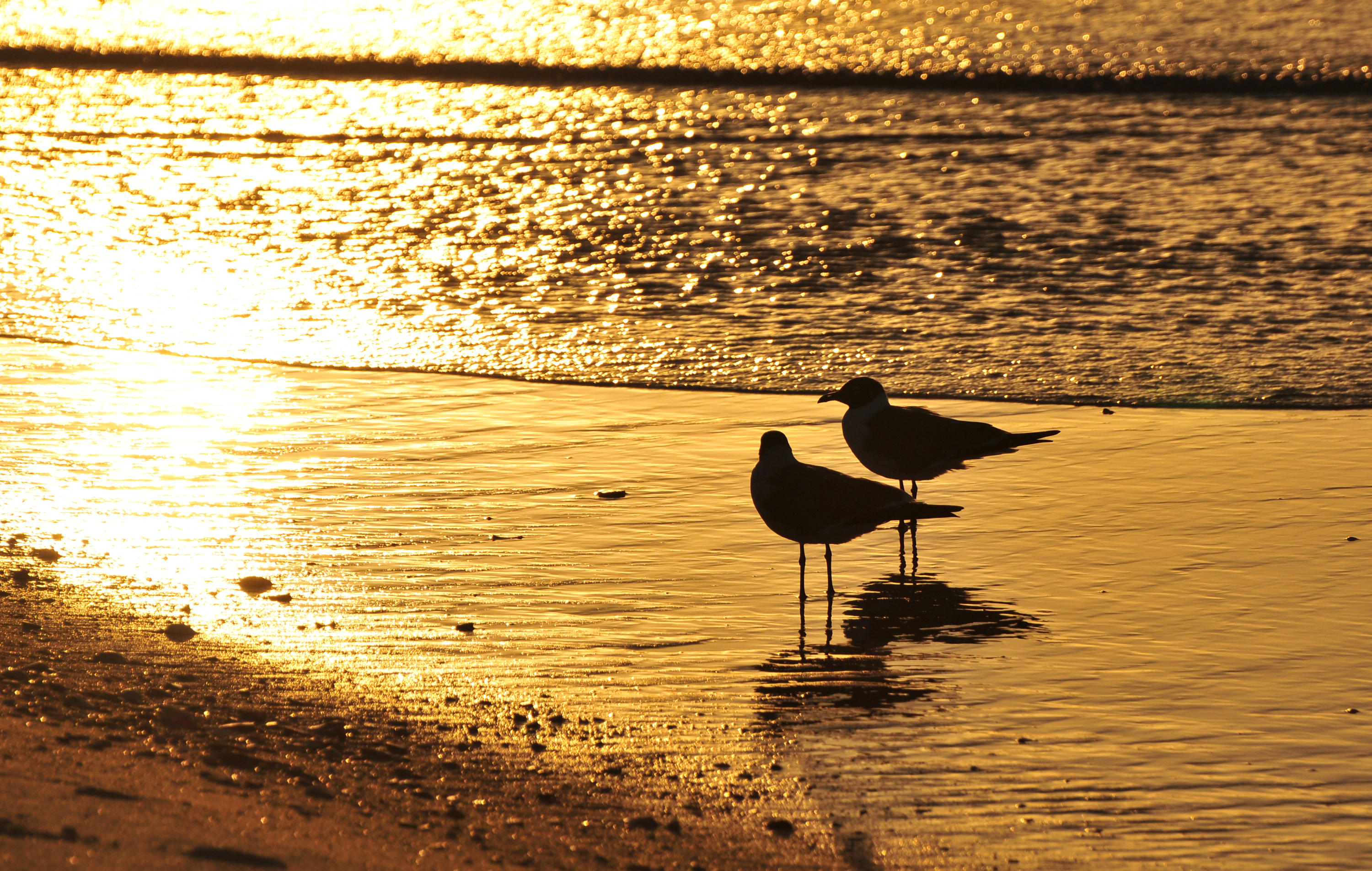 FOREST LAKES - Residential