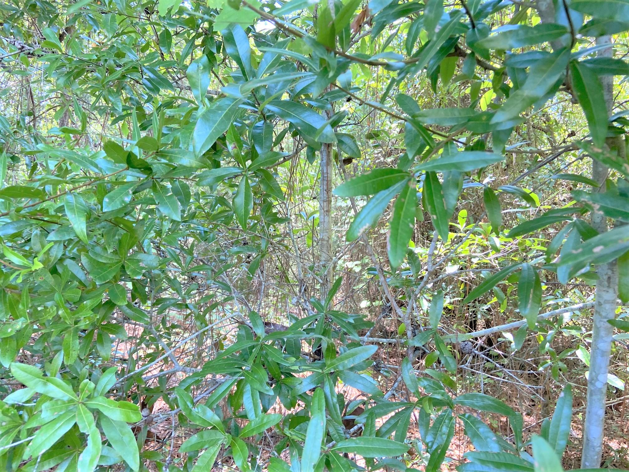 LAKE JUNIPER ESTATES UNIT 3 - Land