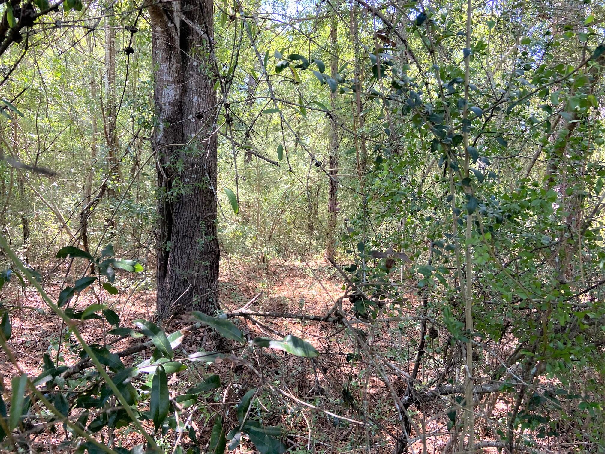 LAKE JUNIPER ESTATES UNIT 3 - Land